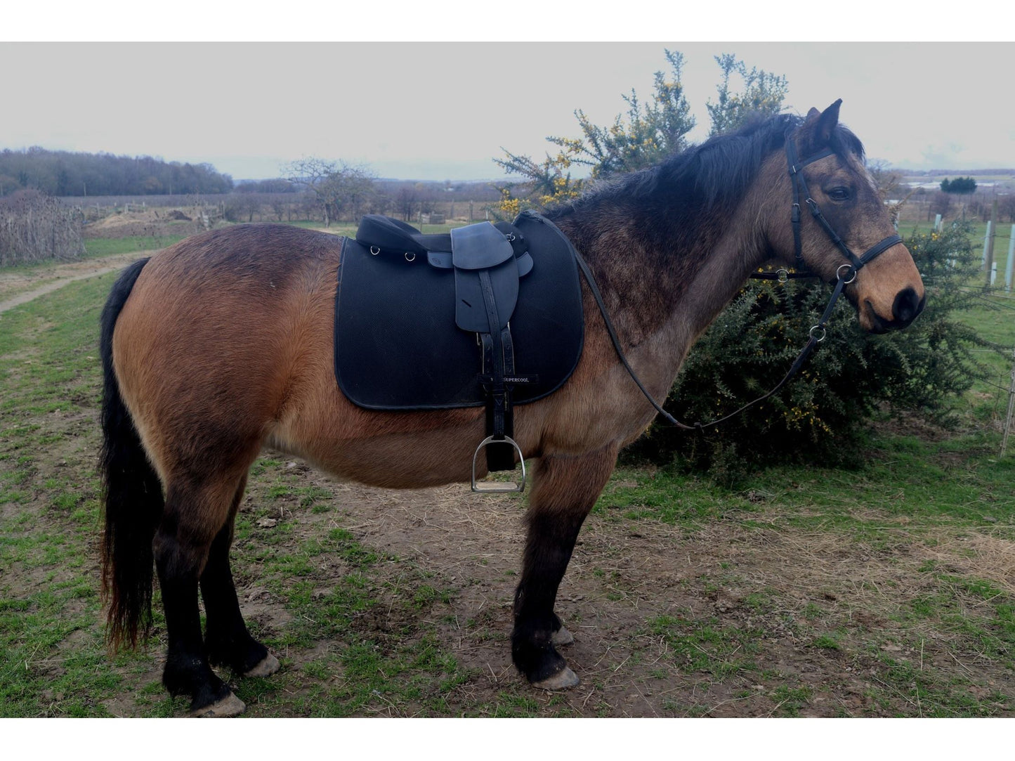 Saddle Seat Pad