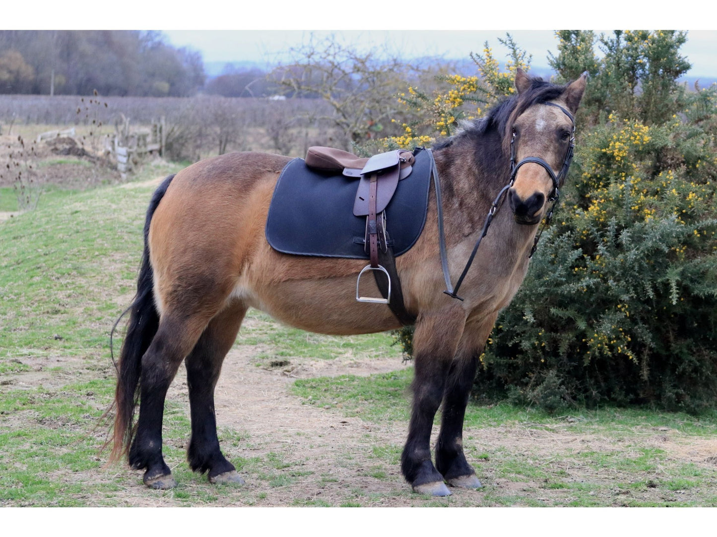 Saddle Seat Pad