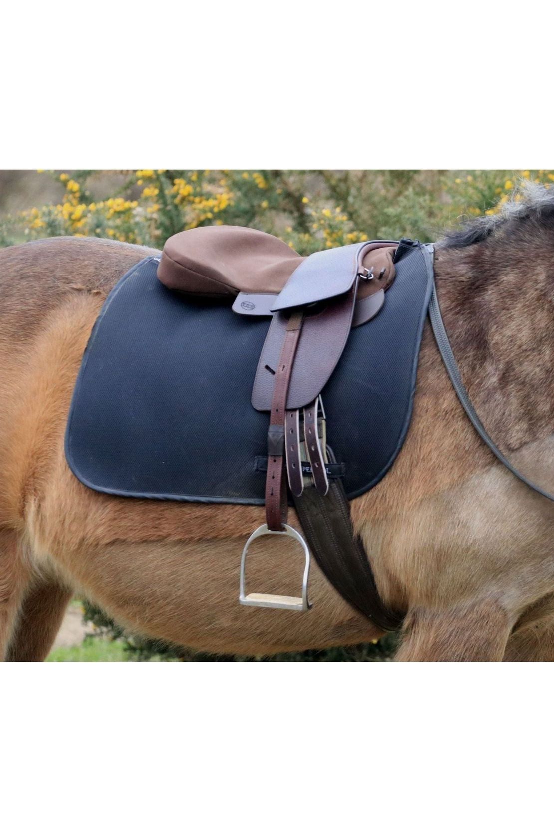 A dun horse wearing a black saddle pad, a brown equi-suede saddle seat pad and a brown classic total contact saddle with brown tcs webbers