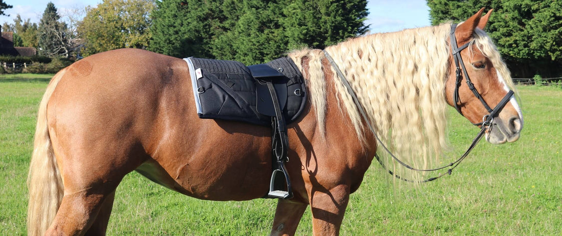 Is It Ethical to Ride Horses? A Thoughtful Debate