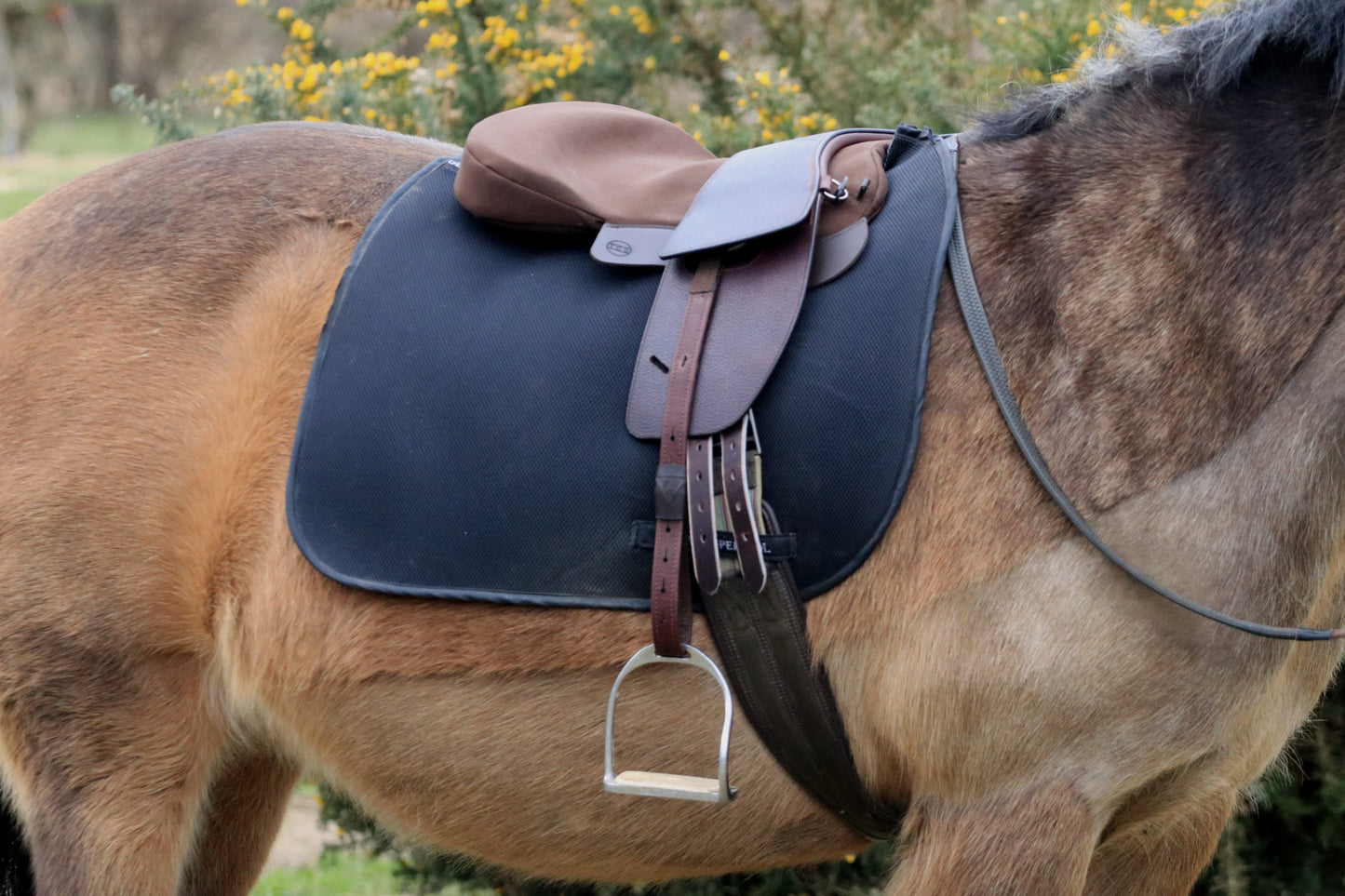 Ex Trial Total Contact Saddle