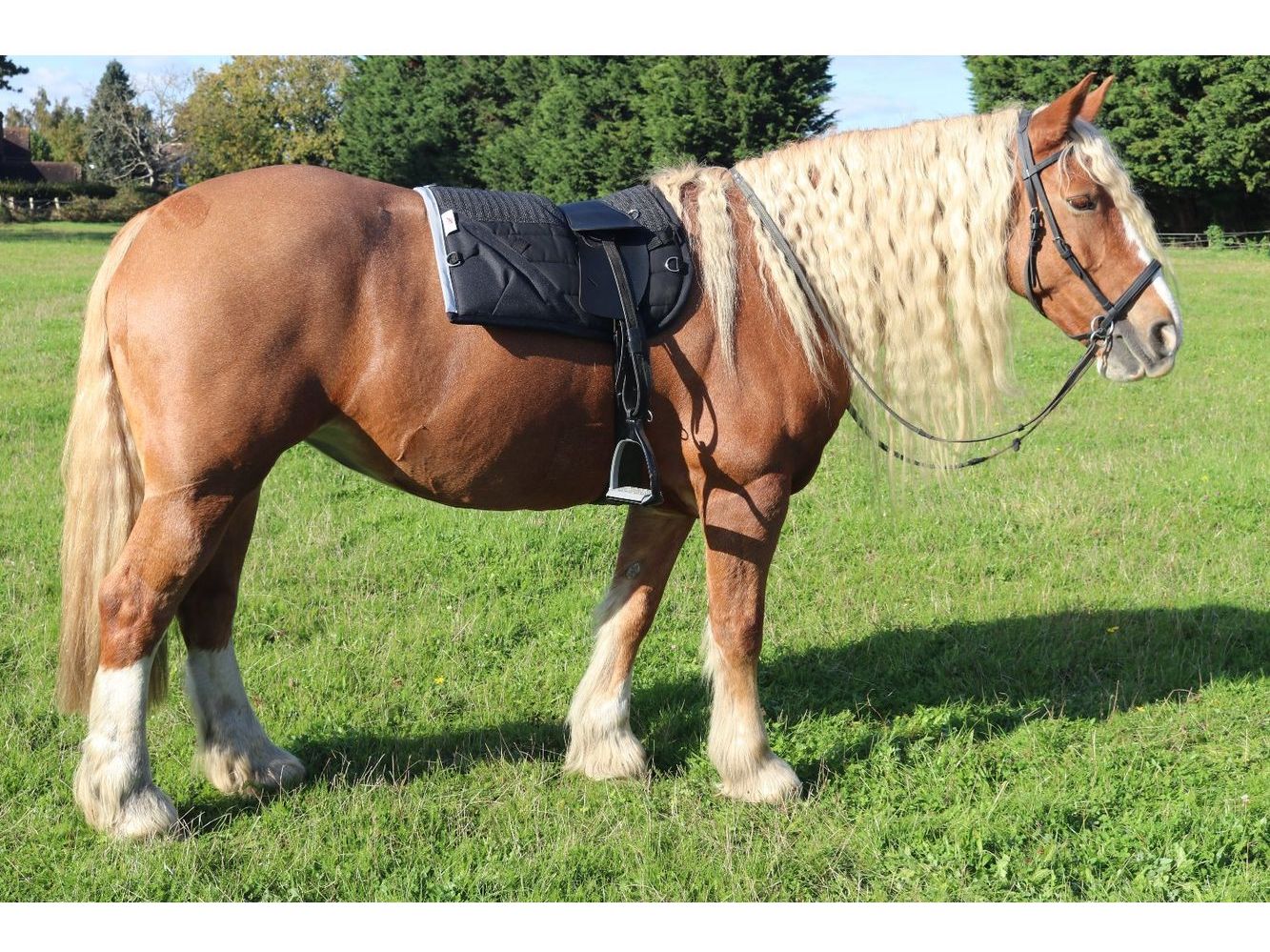 Synthetic (Vegan) Total Contact Saddle