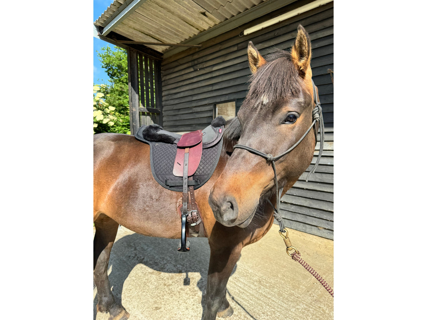 Premium Total Contact Saddle