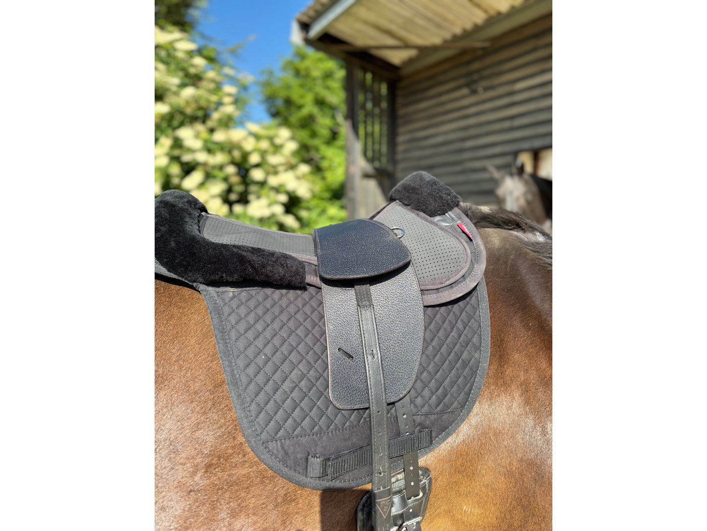 A Premium black TCS saddle on a dark bay horse with black TCS Webbers on a black saddle pad and black half pad