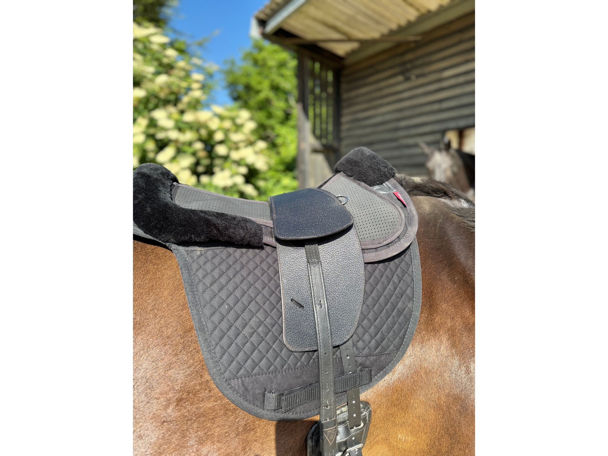 A Premium black TCS saddle on a dark bay horse with black TCS Webbers on a black saddle pad and black half pad
