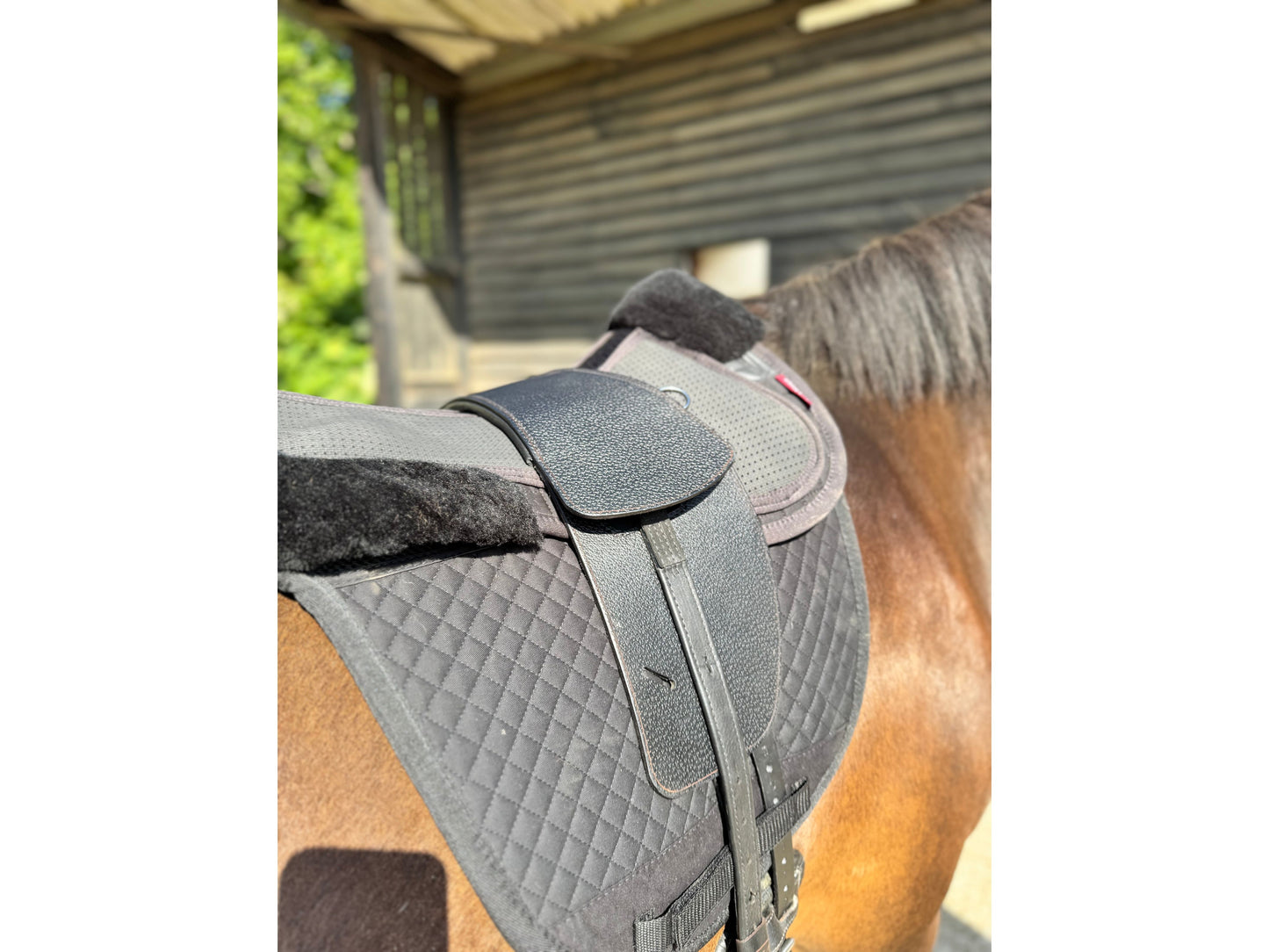 A Premium black TCS saddle on a dark bay horse with black TCS Webbers on a black saddle pad and black half pad