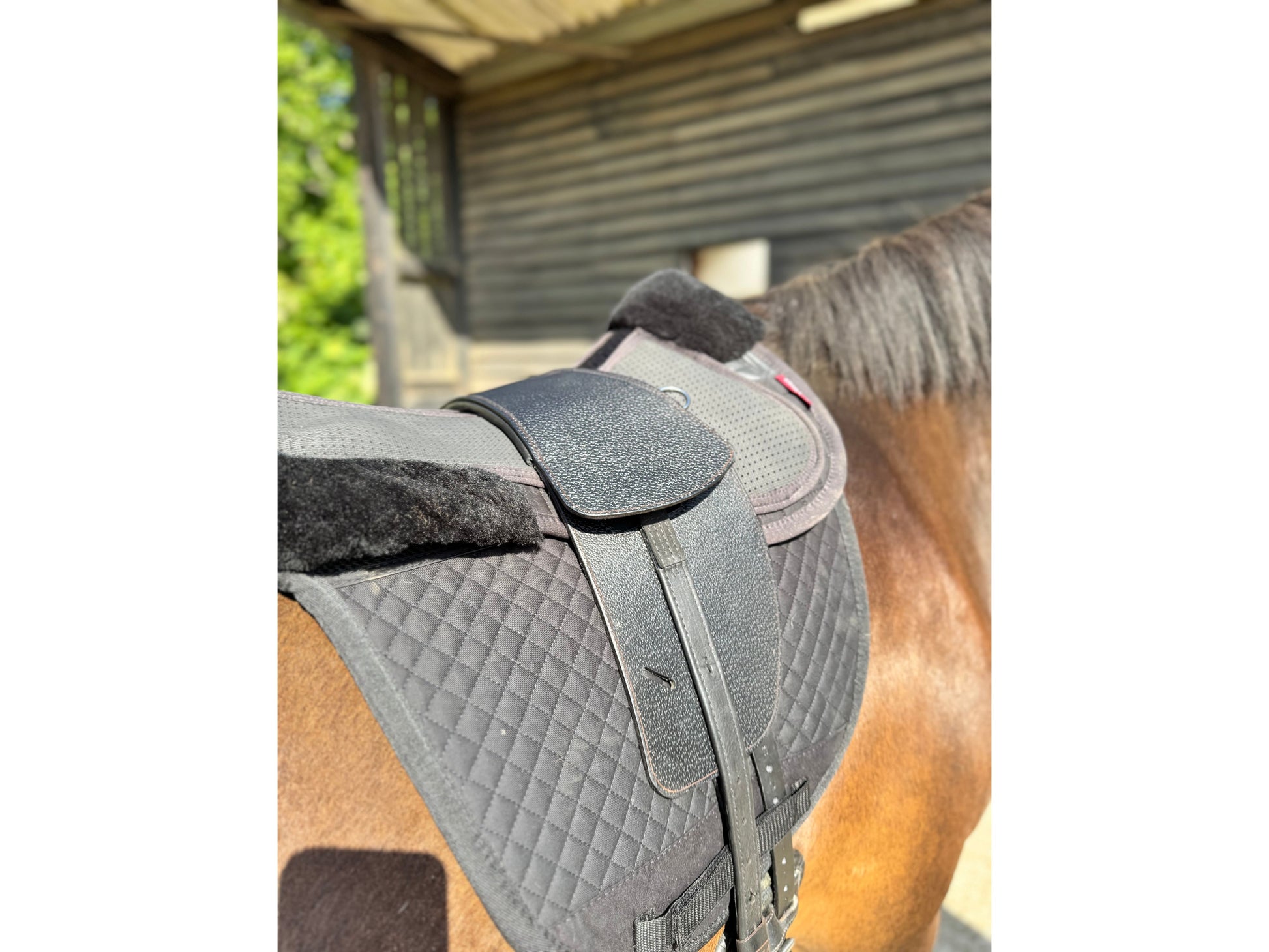 A Premium black TCS saddle on a dark bay horse with black TCS Webbers on a black saddle pad and black half pad
