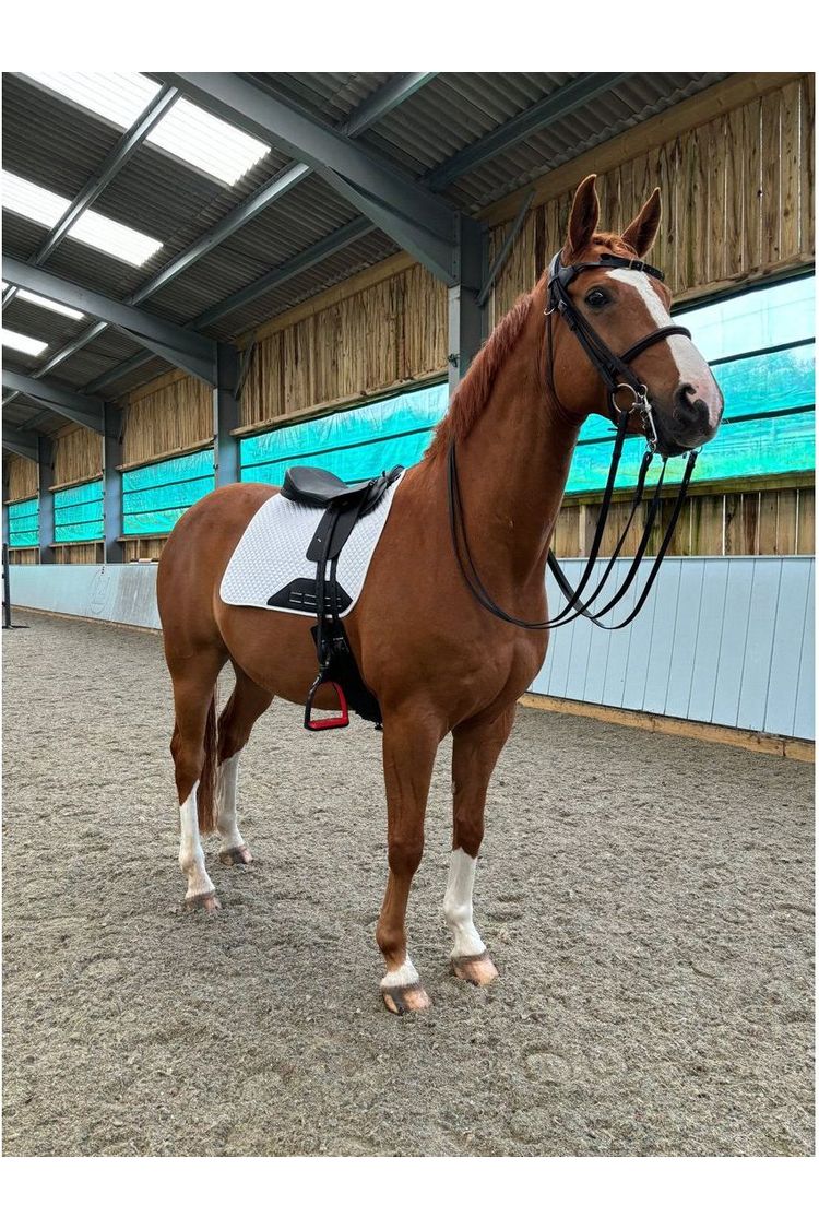A Premium leather saddle seat and a Classic Jet Black long billet TCS saddle on a chestnut horse wearing a white saddle pad standing alert in an indoor arena