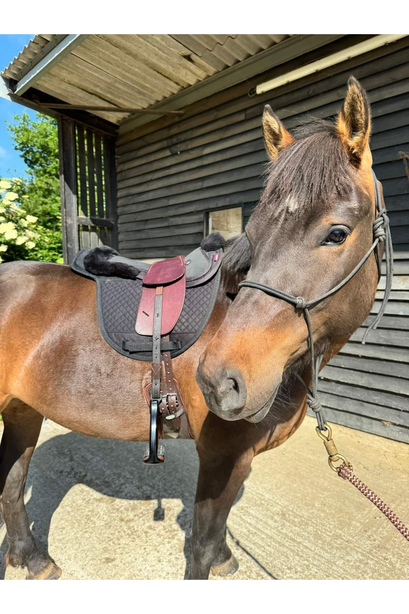 A premium nutmeg total contact treeless saddle on a dark bay horse wearing a black saddle pad and a black half pad