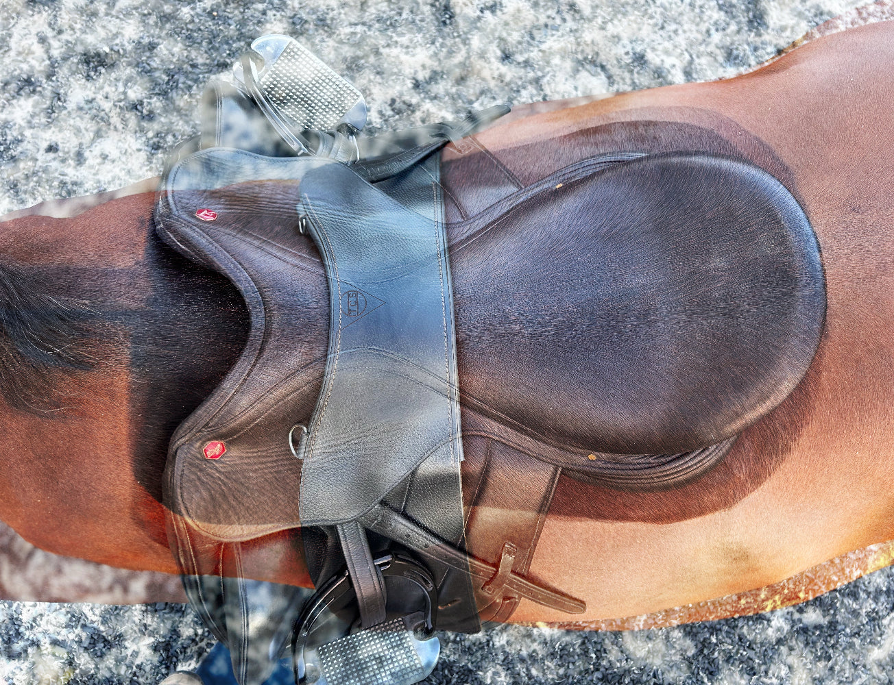 The image of a treeless total contact saddle superimposed onto the image of a traditional treed saddle on a bright bay horse